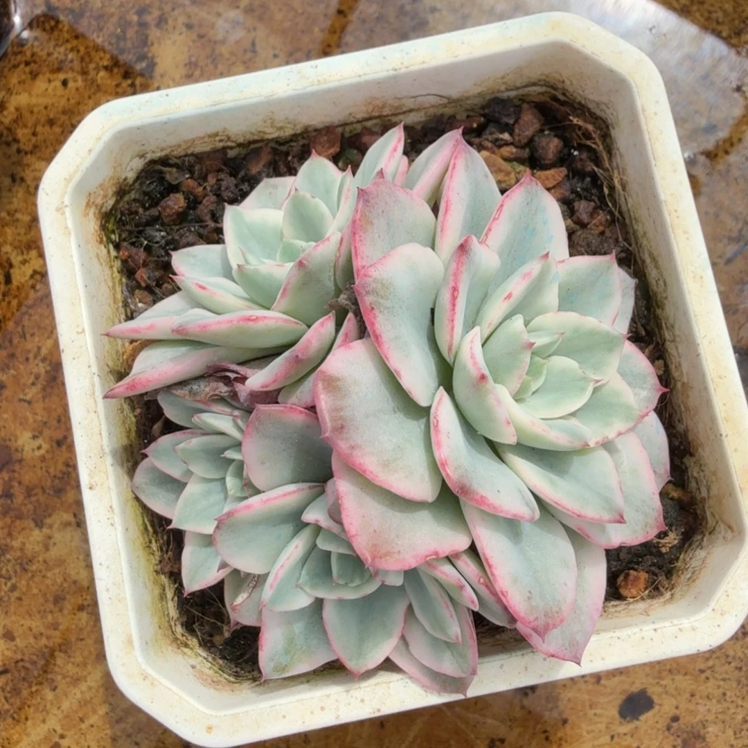 奶油黄桃锦腹轮锦群