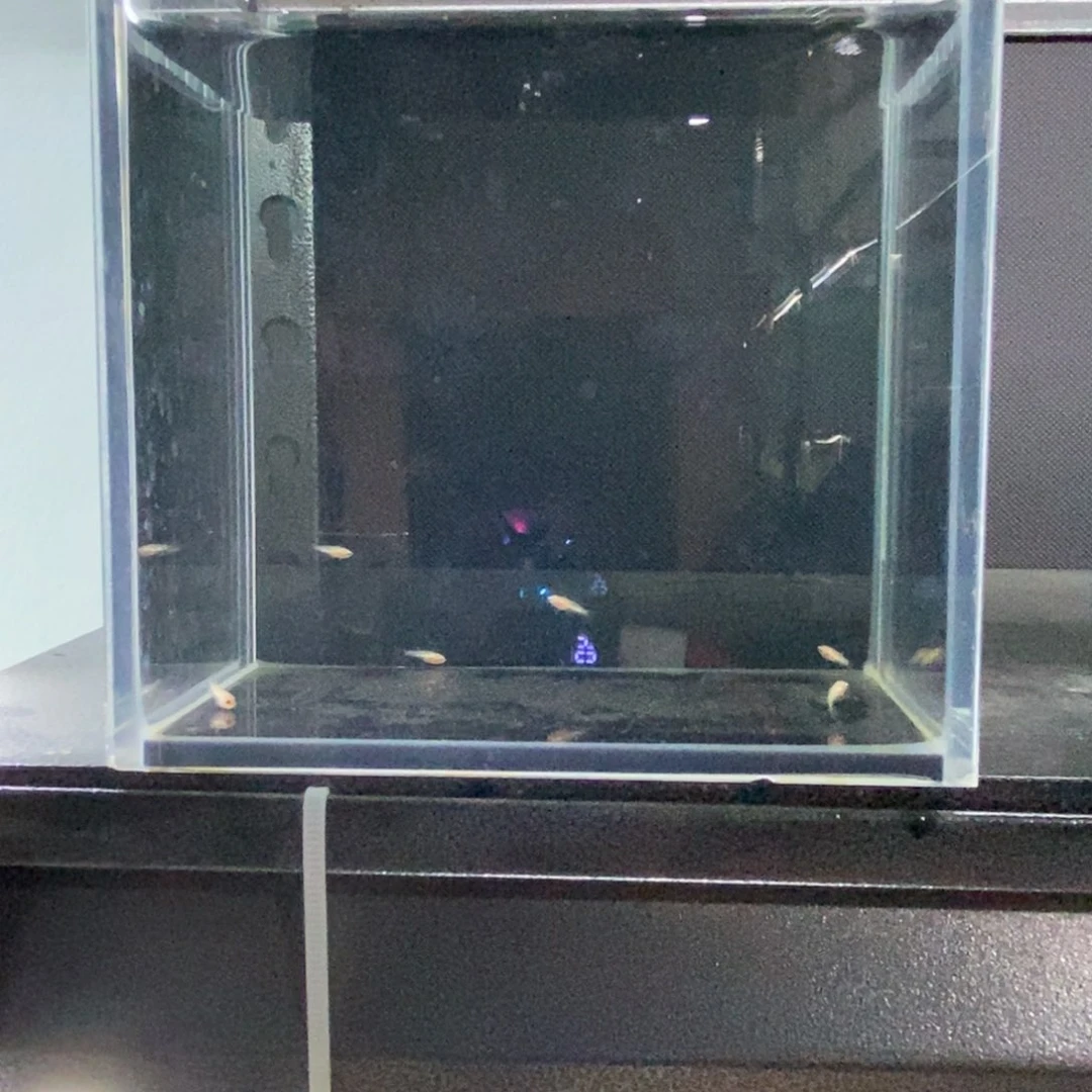 斗鱼包活不包损所见即所得165