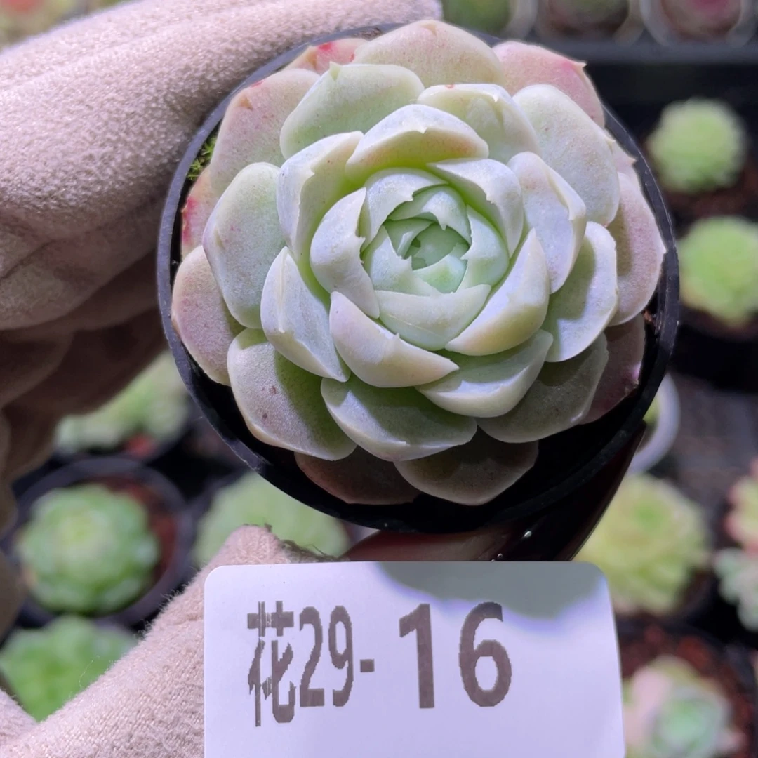 花利美29-16新品单头