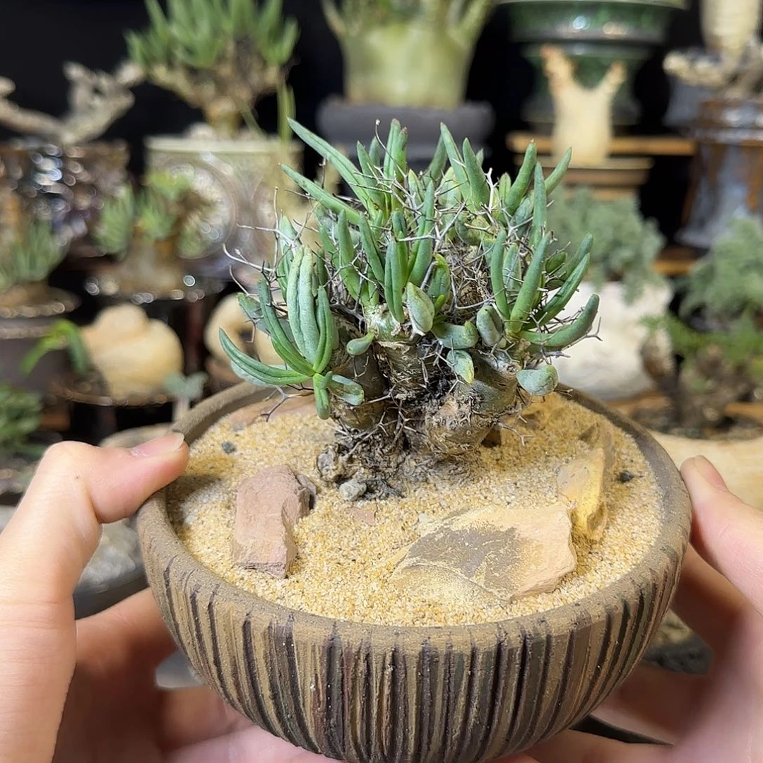 一物一拍老家万物想奇峰锦06