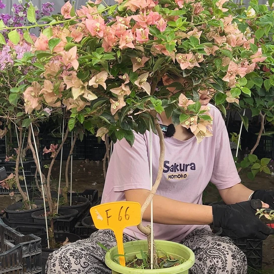 钱****大部分花苞少量开放F66所罗门