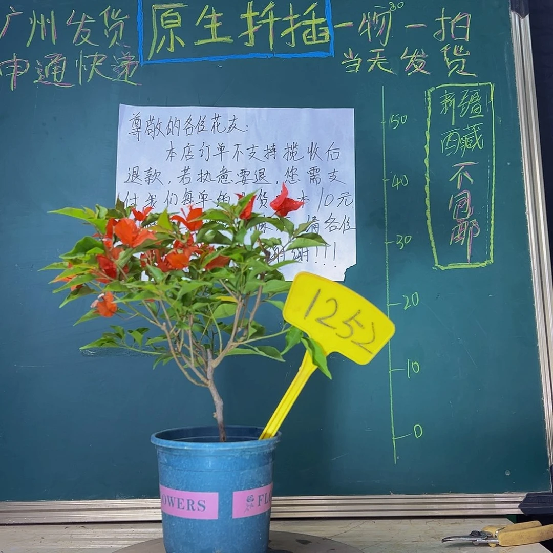 当前无花栽培后可以开花  福利  热火桑巴 1252