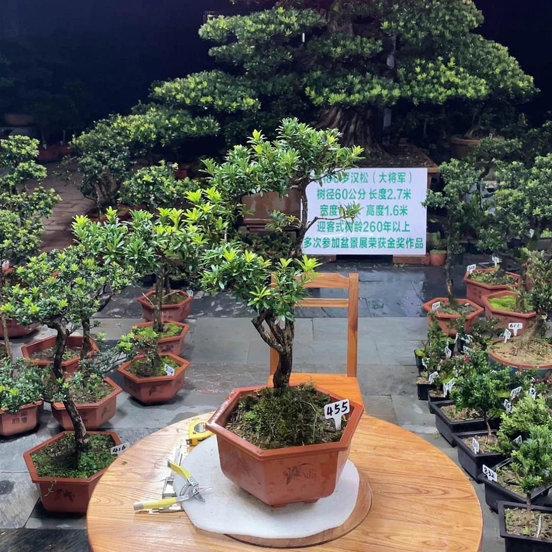 梁***长以实际为准罗汉松455