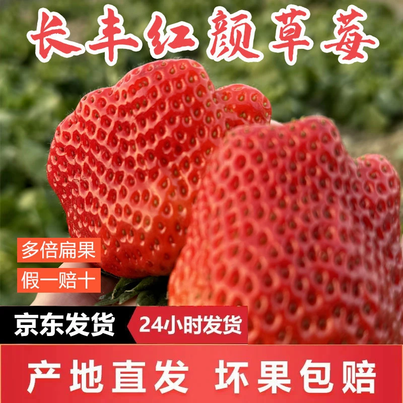 安徽长丰草莓红颜奶油畸形新鲜丑果草莓水果现摘现发情人节