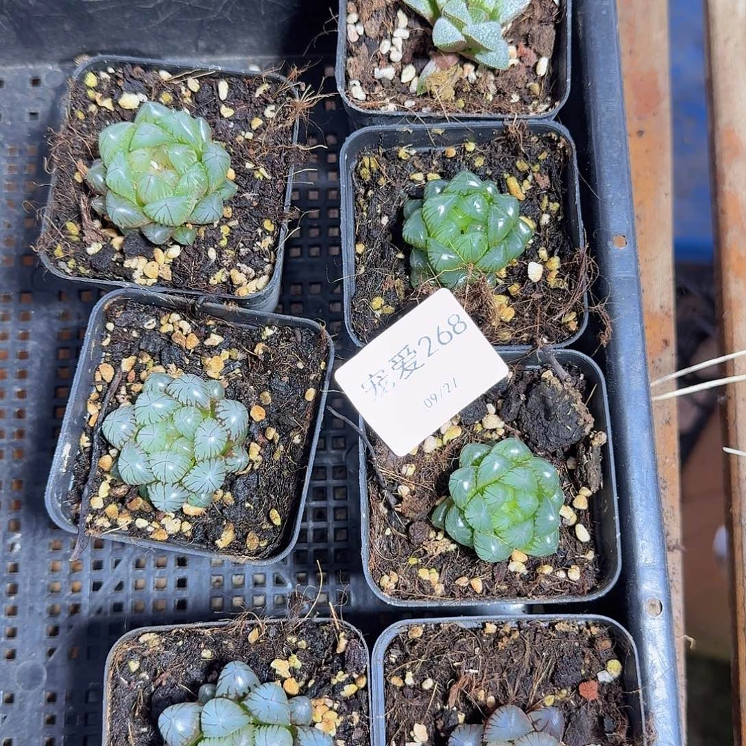 直播福利一物一拍268