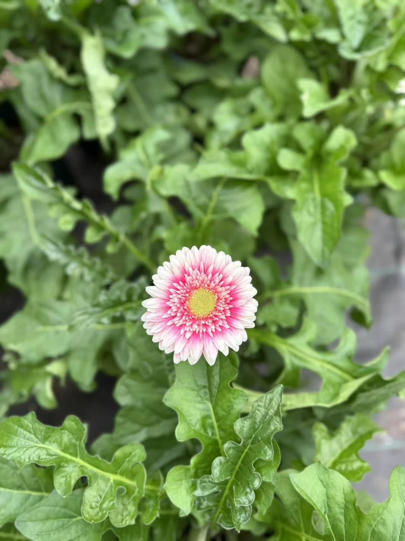 高杆非洲菊浅色国会山一加仑