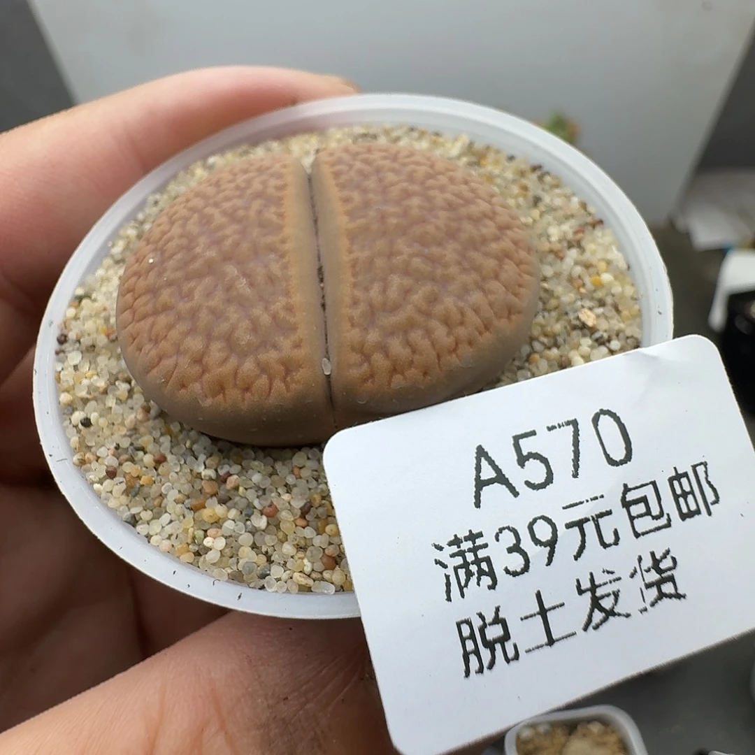 570多肉哈哈哈哈哈哈