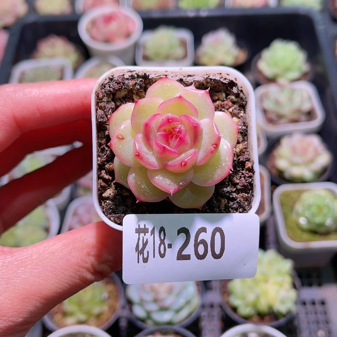 花利美18-260新品