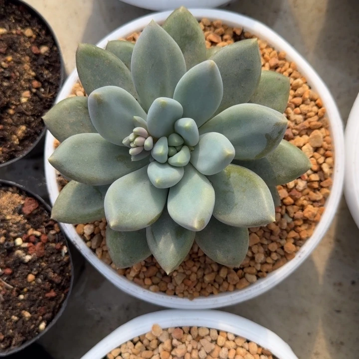 黄胖体 哥特 单头 一物一拍