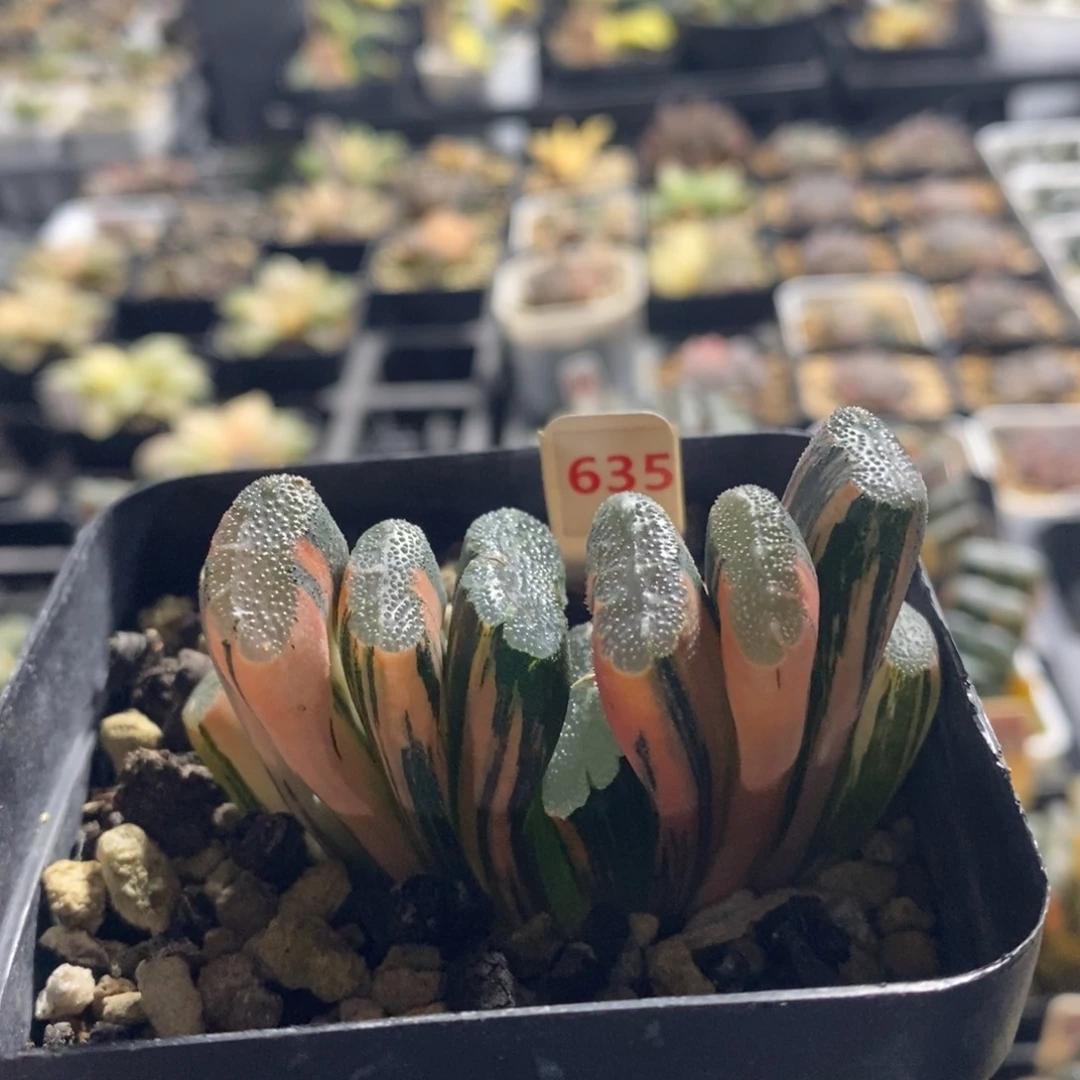 不开花植物635赤斑玉扇十二卷多肉