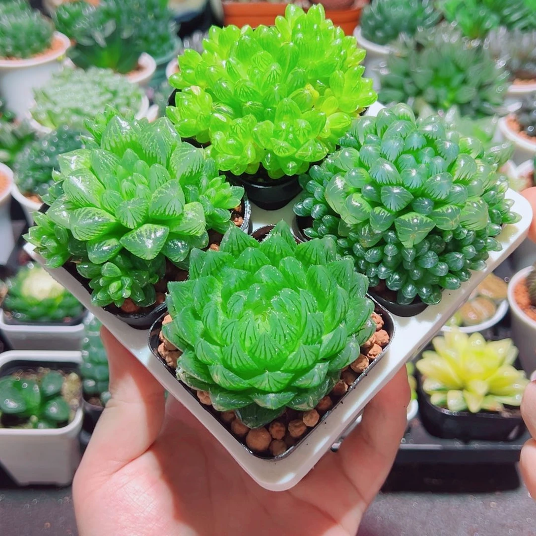 樱水晶姬玉露群雪花水晶草原盆土