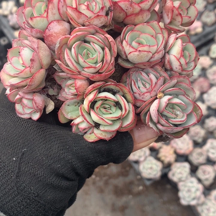 牡丹亭双7颗 （不满9.99发空盆冷地区不拍保温扣3.9多肉）