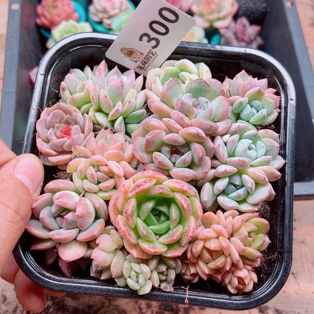 多肉植物多肉植物