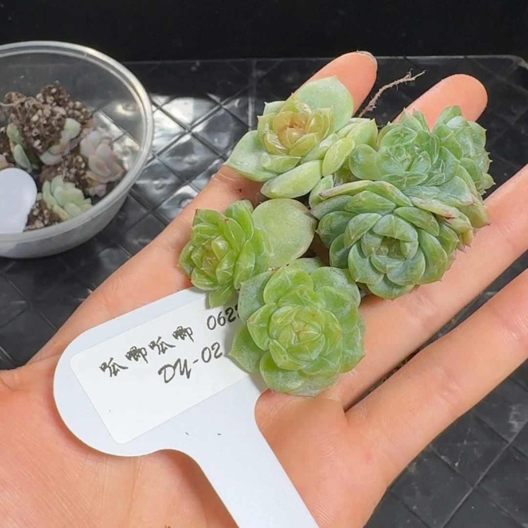 0622-2-组合三颗一组