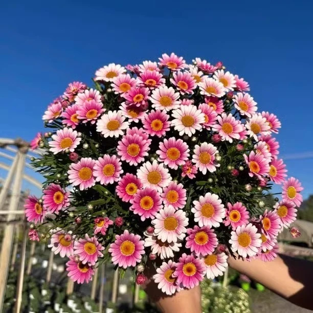 玛格丽特花苗盆栽绿植易爆养活多年生带花苗小雏菊阳台庭院种的花