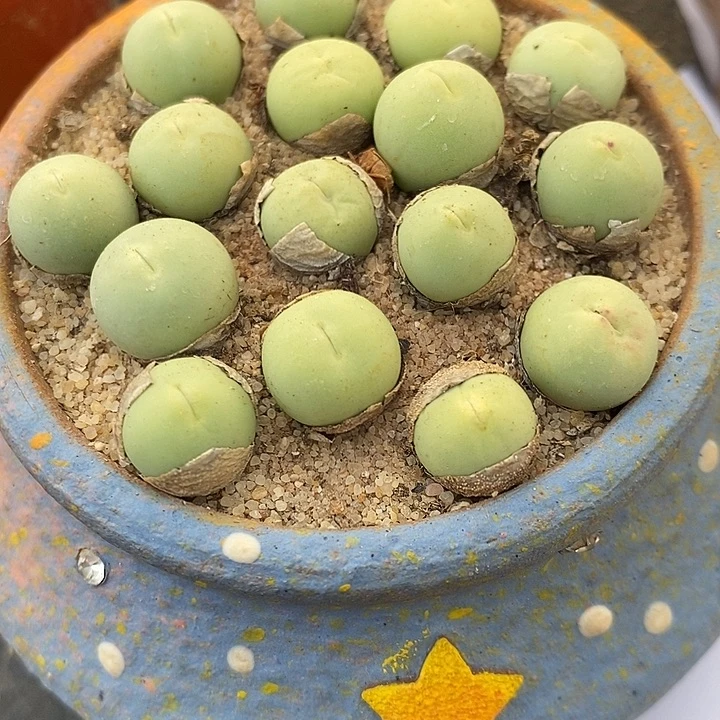 1厘米左右鸽子蛋1颗。