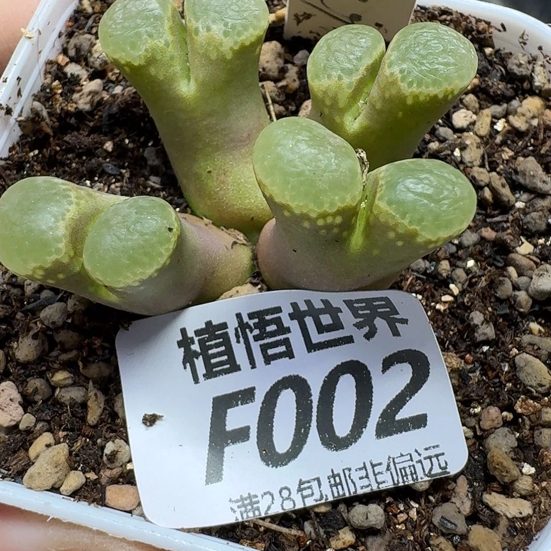 多肉植物的人生ghb