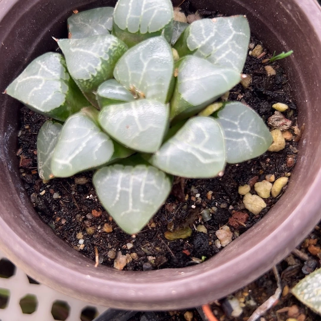 多肉植物多肉植物