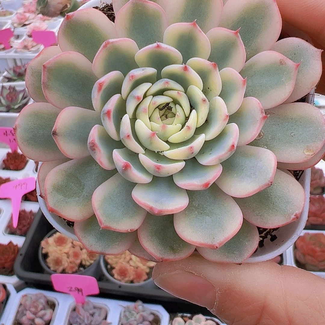 姬莲锦19包邮多肉植物