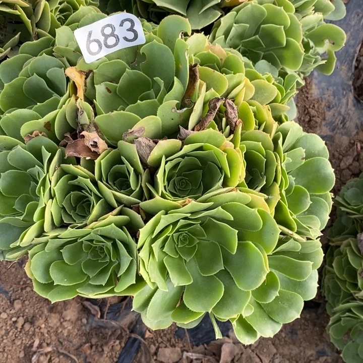 绿10棵683号1114141