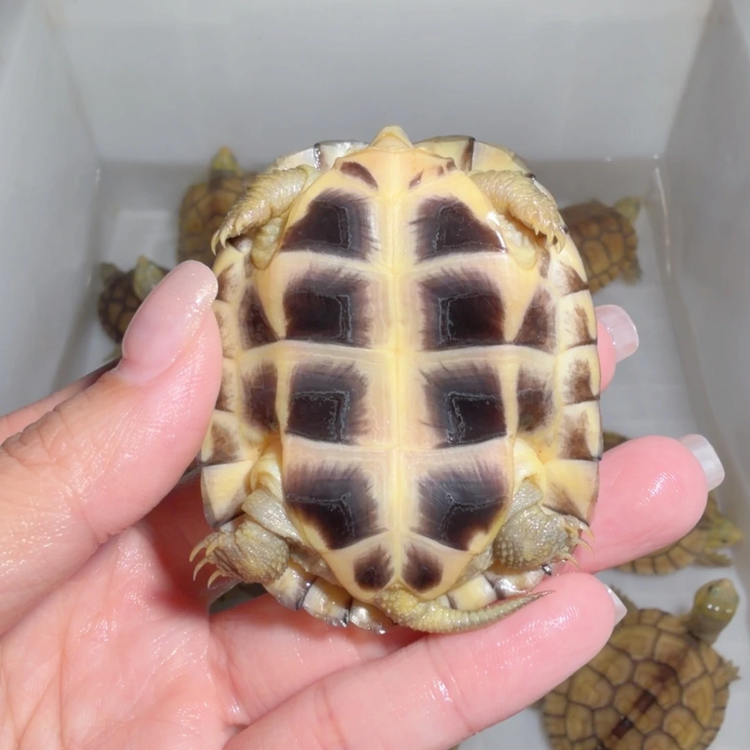 ****a宠物龟不分公母12