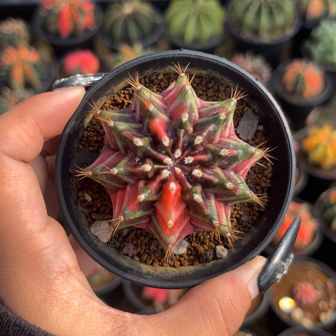 侧牙米哈锦 带盆土发货