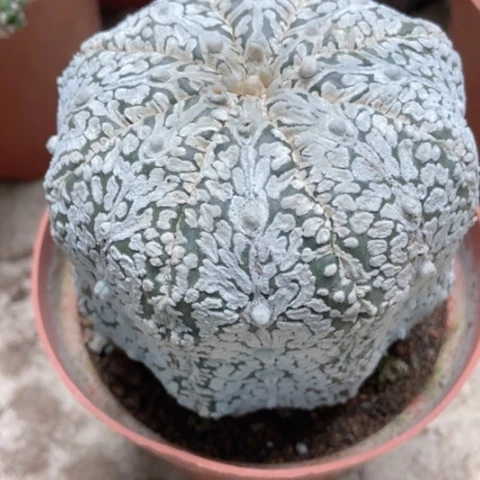 微兜仙人球50米仙人球