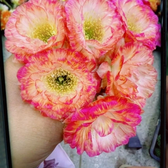 下66丽花美花3公分左右无根侧芽