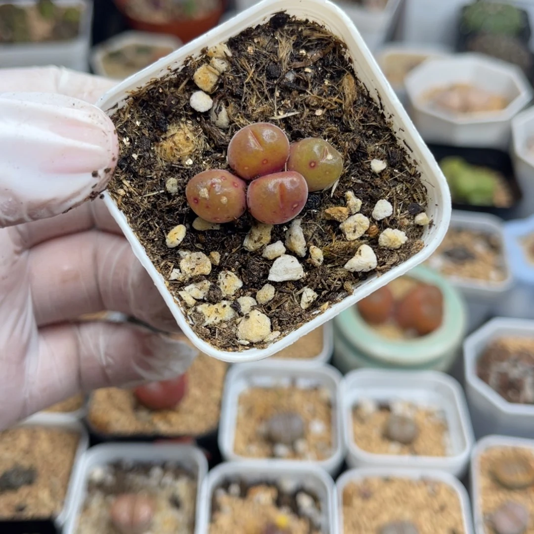 多肉植物一物一拍31