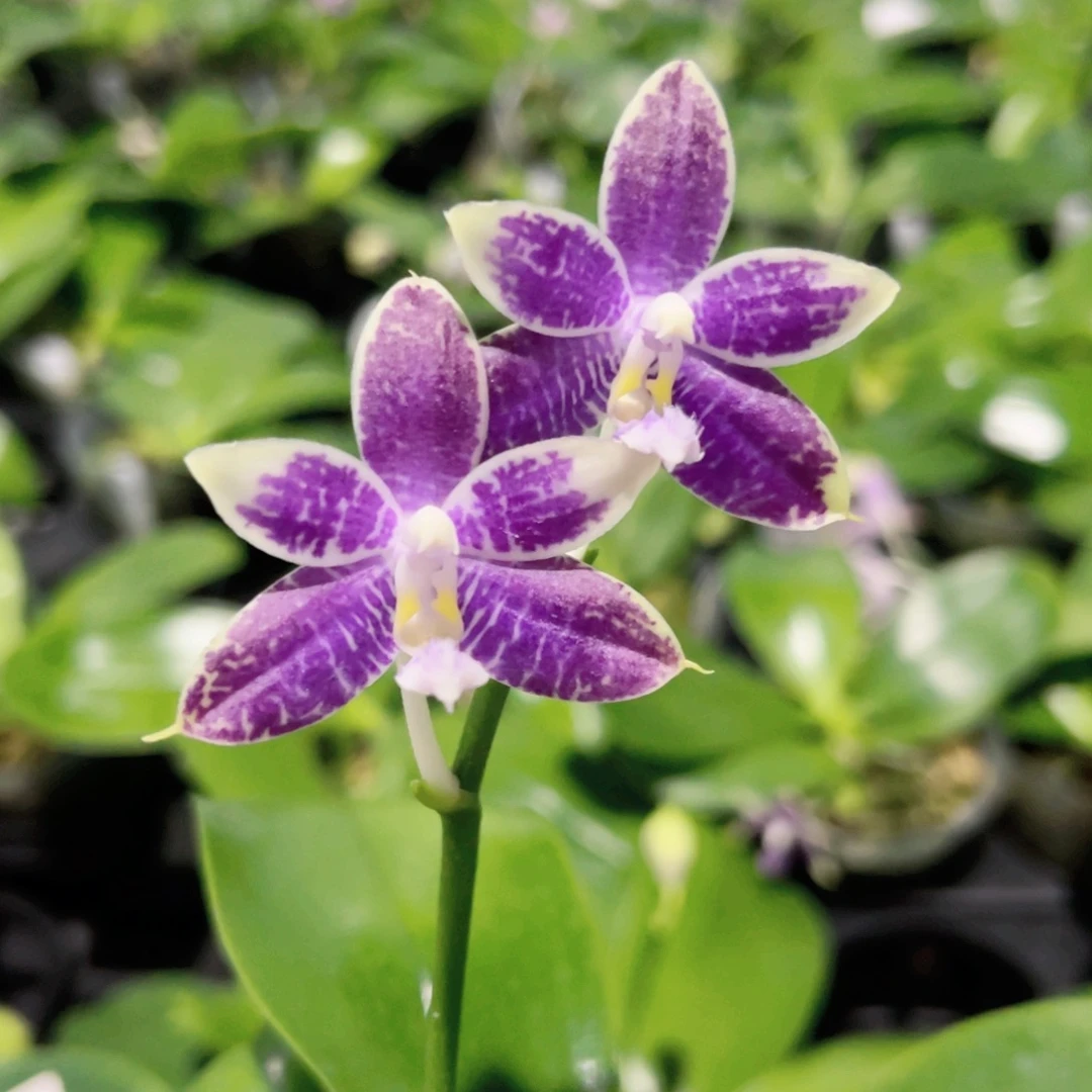 完全开放1197蓝鹦鹉交蓝珍妮