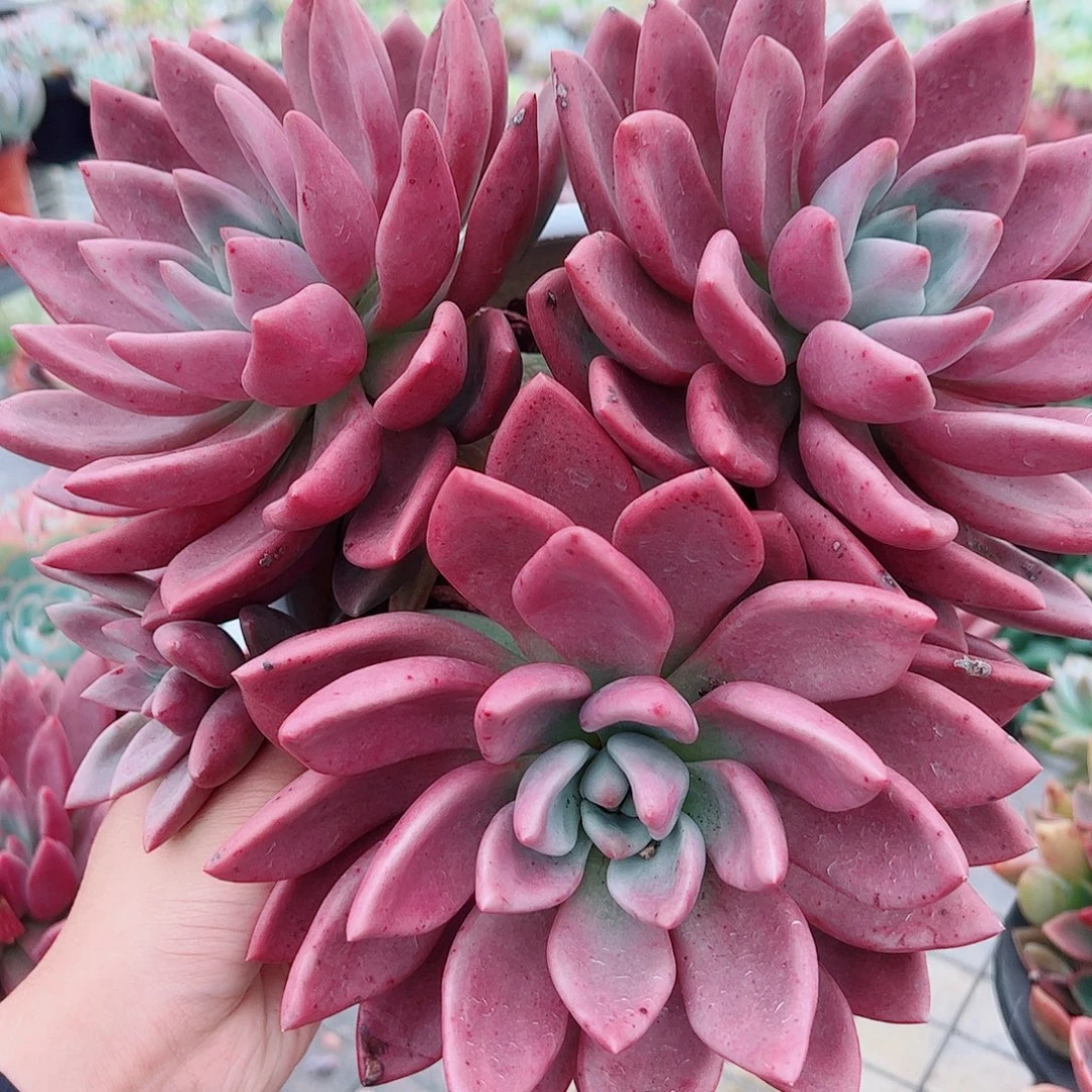 桃花源三大头起发超级大