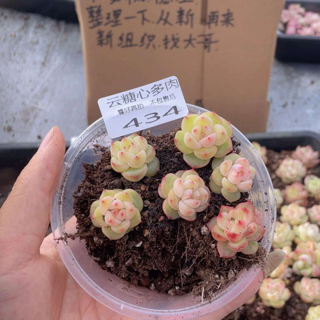云糖心多肉植物434