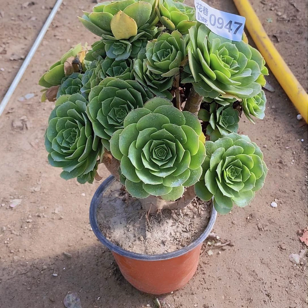 947 号一物一拍20包邮年后发货