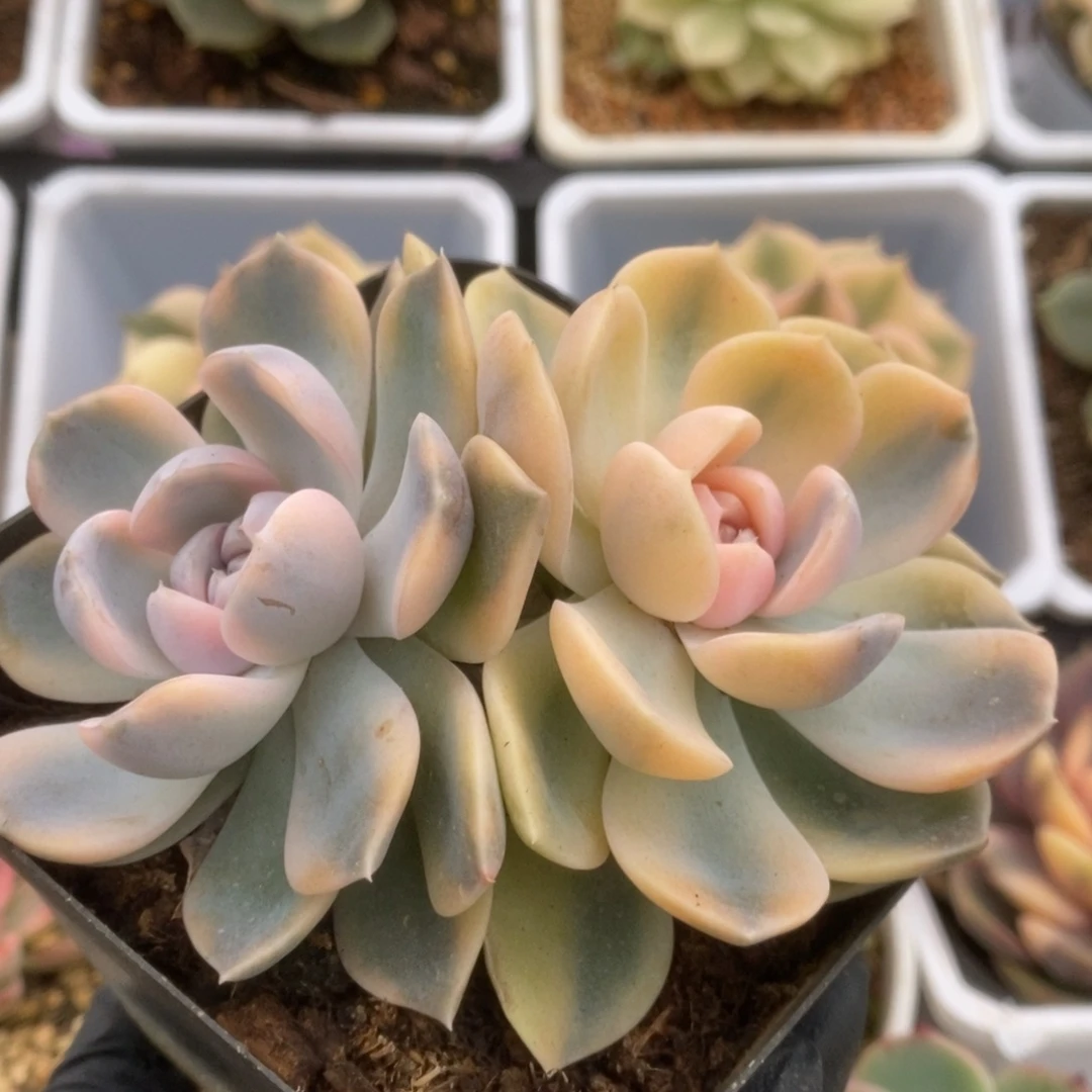 530汉堡锦锦锦锦锦锦