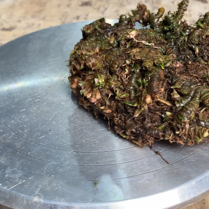 无花朵菖蒲在哪啊怎么办你