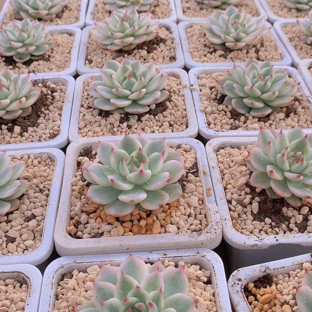 吉娃娃白腹轮锦345678899000