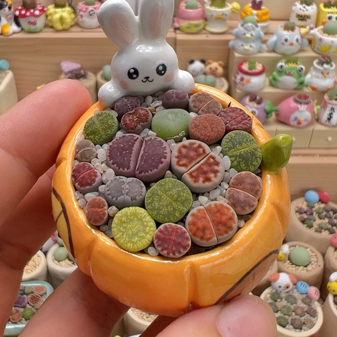 多肉植物23号彩色