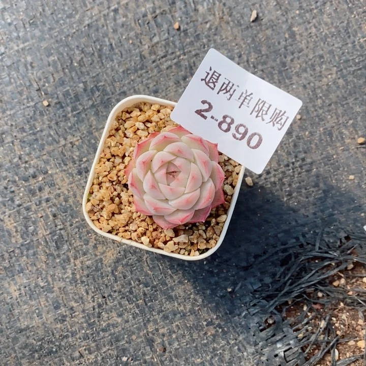 向*?2-890多肉多肉多肉多肉多肉多肉多肉