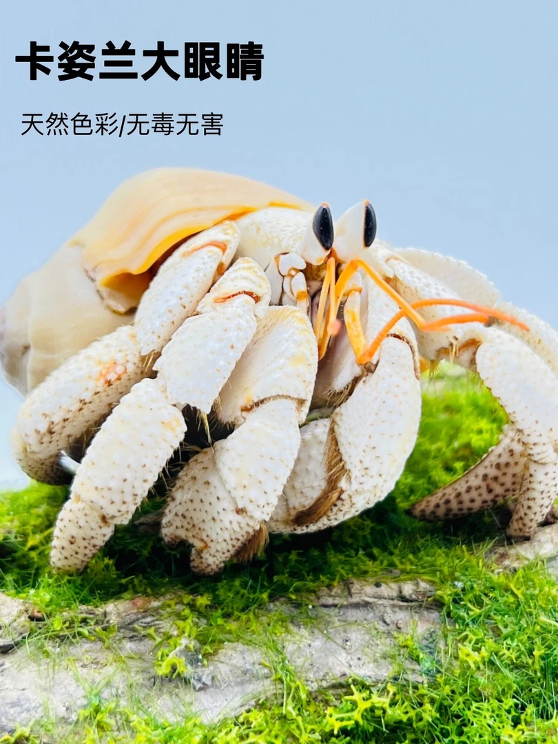陆生寄居蟹观赏蟹（直播专享选购）