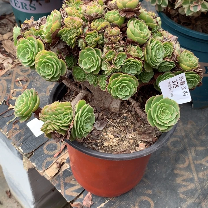 平****375万缀多肉植物特价