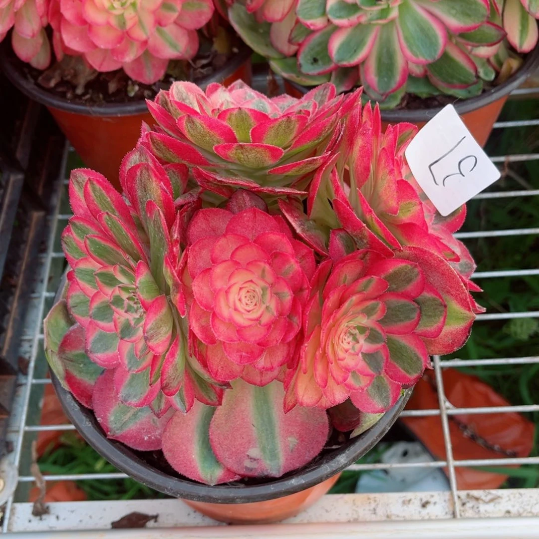 一物一拍多肉法师37