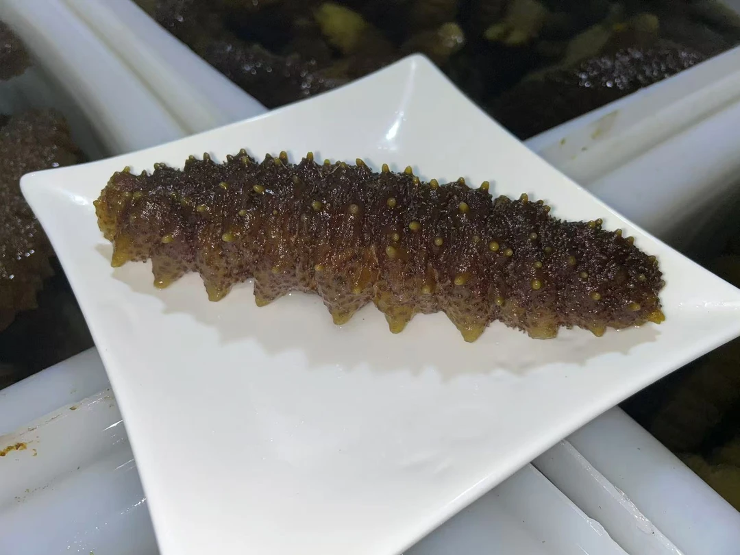 螺纹参新鲜泡发龙纹参工厂直销