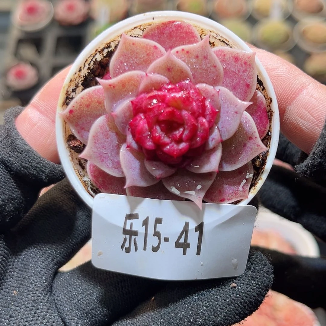 乐15-41 落霞单头