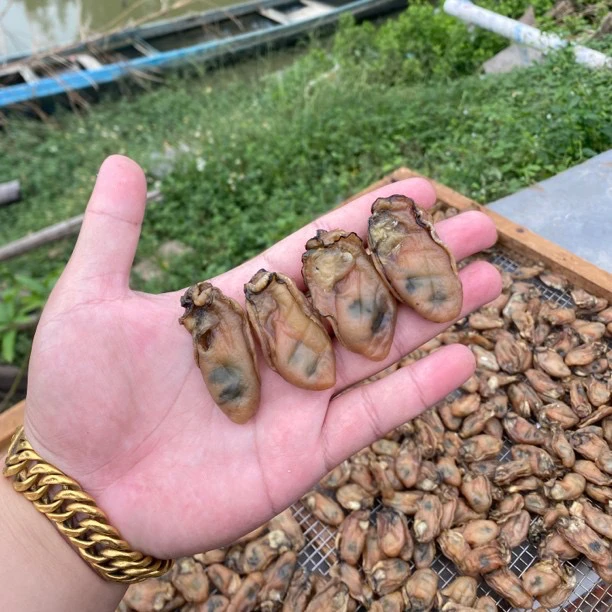 台山-生蚝生晒蚝豉干-牡蛎干 生蚝干 250克