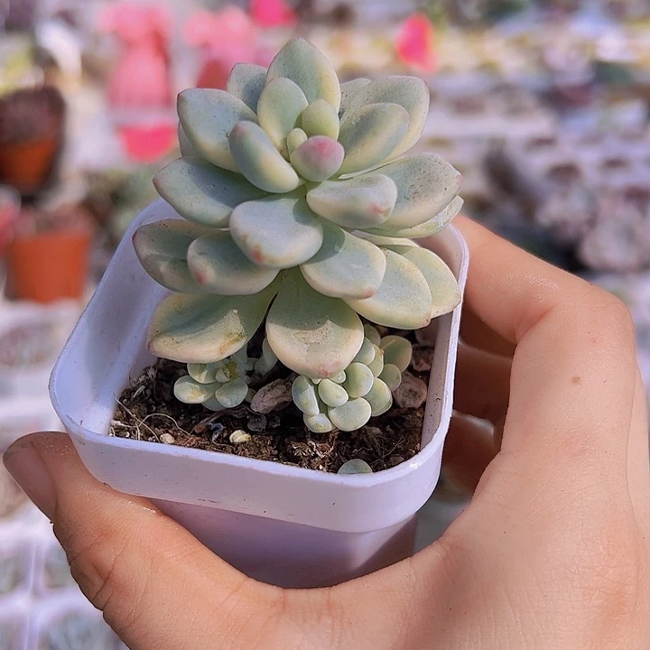 劳尔锦托土发货19包邮