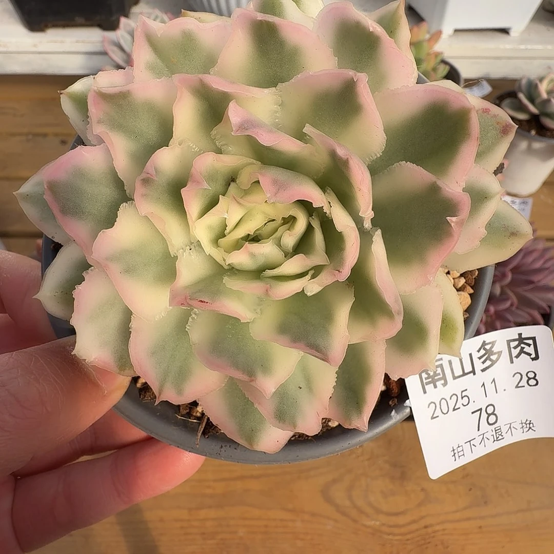 紫蝴蝶锦1111128-78