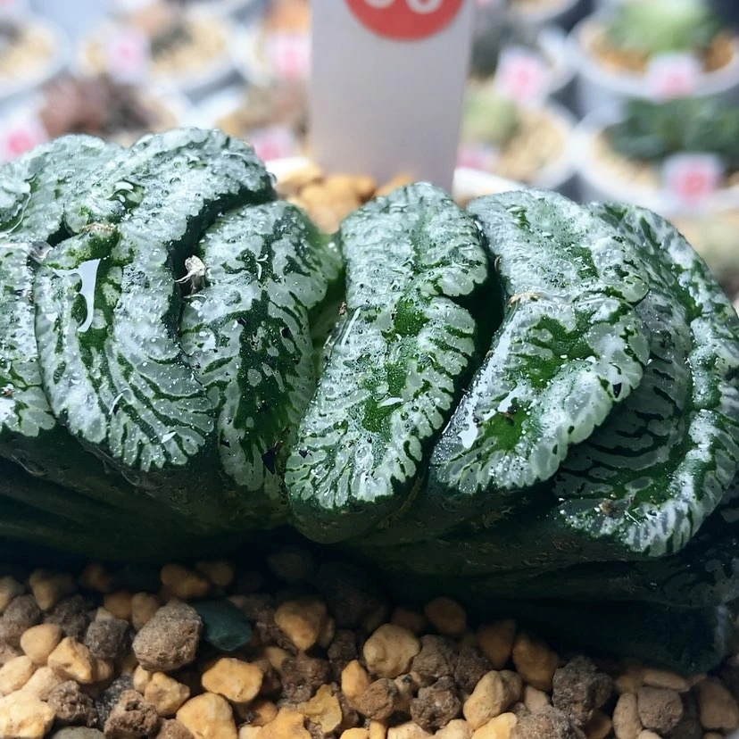 【闪购商品】养****肉玄武96