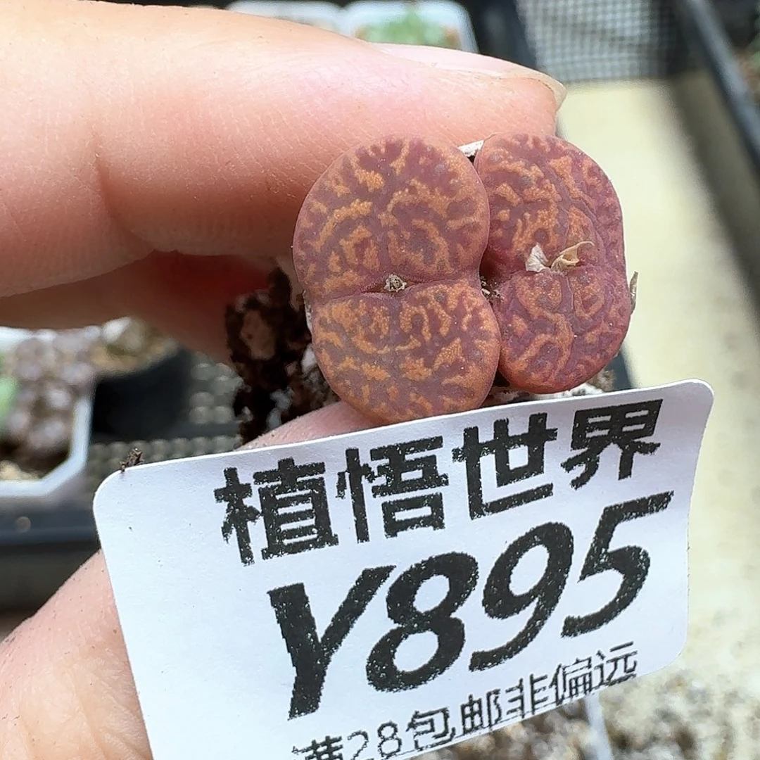 多肉植物的人生是df