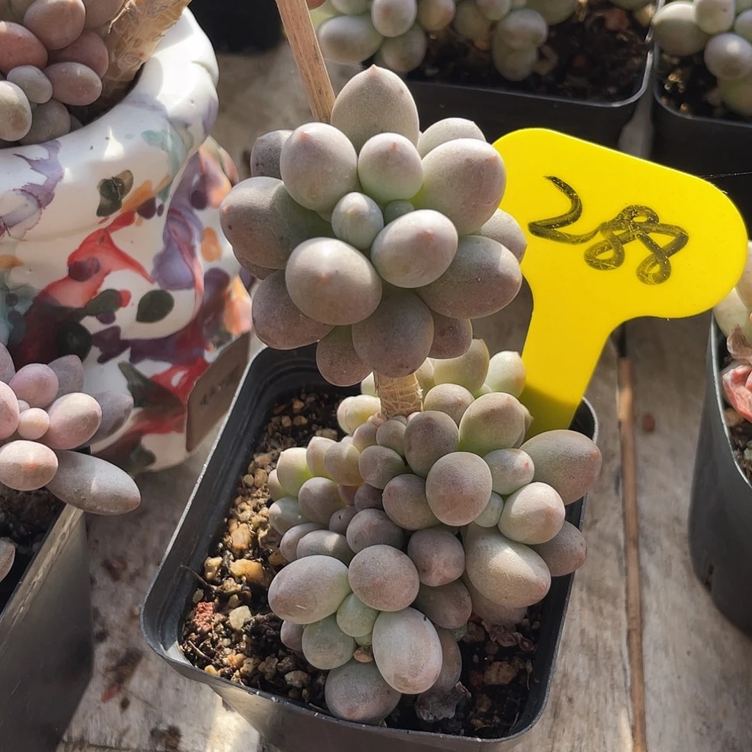 桃花奶多肉植物群生288