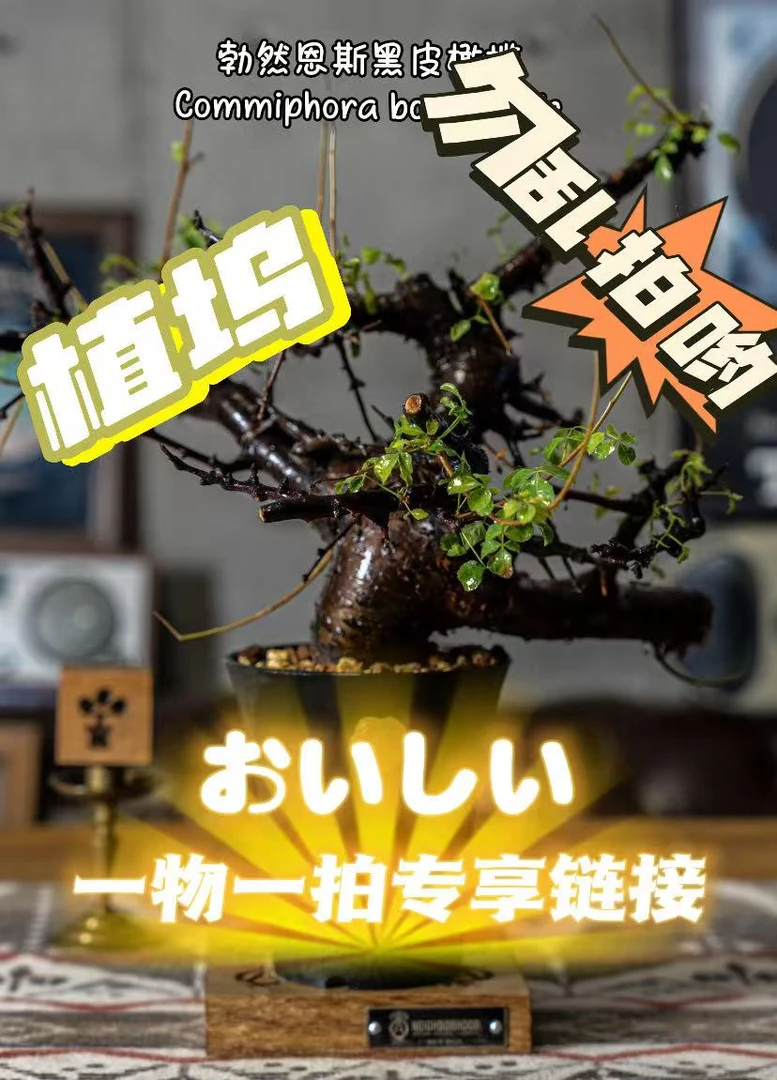 【植坞】块根仙人球橄榄一物一拍